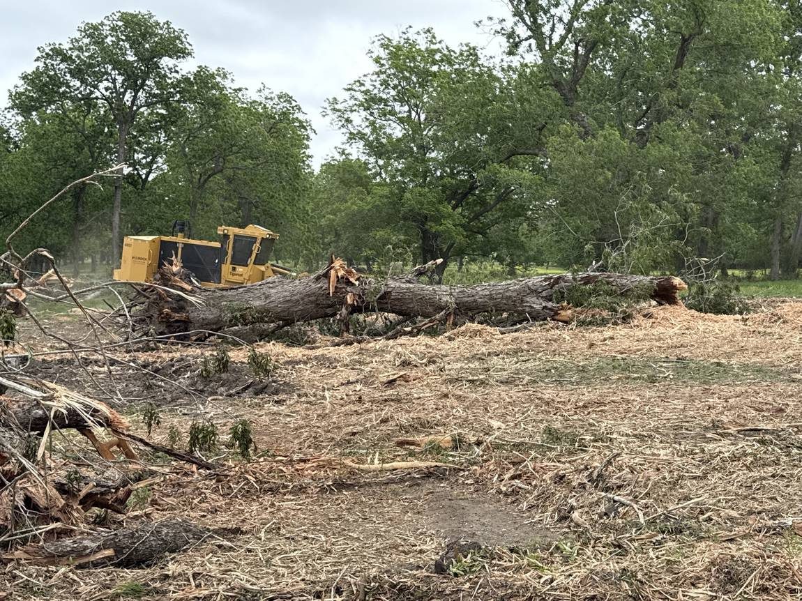 Tigercat mulcher clearing a pecan orchard, central Texas